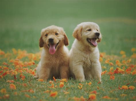 Download Animal Golden Retriever 4k Ultra HD Wallpaper