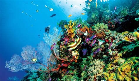 Great Barrier Reef Facts, Worksheets, Ecology & Geology For Kids