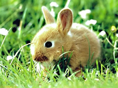 Funny rabbit pics |Funny Animal