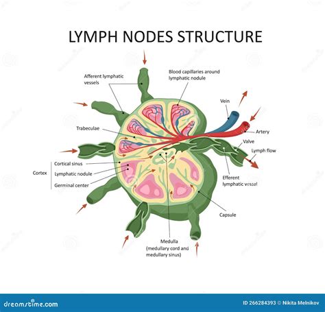 Lymph Node Structure Medical Educational Science Vector Illustration ...