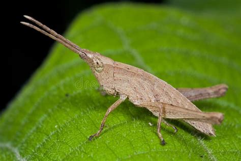 A light brown grasshopper stock photo. Image of fauna - 10883982