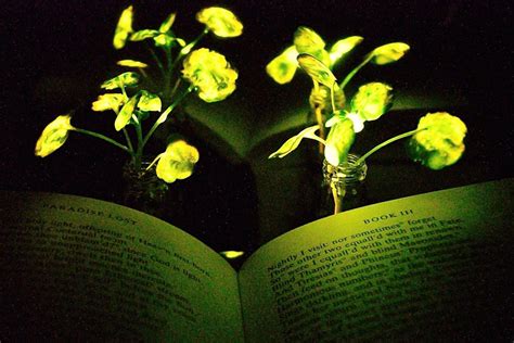 Engineers create plants that glow | MIT News | Massachusetts Institute of Technology