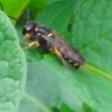 Photo - Crabronid wasp unknown (Crabronidae) - Crabronidae indet ...