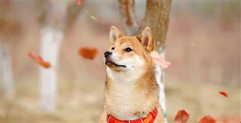 Shiba Inu: Names You Should Consider!