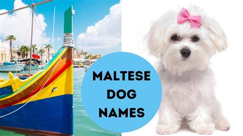 Maltese Dog Names - Names from Malta for Your Maltese or Malshi (2023)