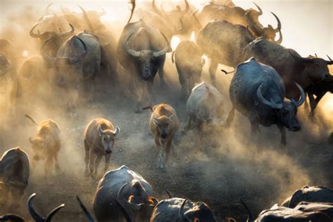 Buffalo Herd Stock Photos, Pictures & Royalty-Free Images - iStock