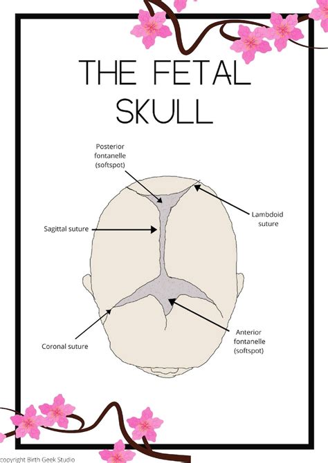 The Fetal Skull anatomy diagram educational poster | Etsy