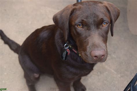 Handsome Chocolate Lab - Stud Dog in Maryland, the United States ...