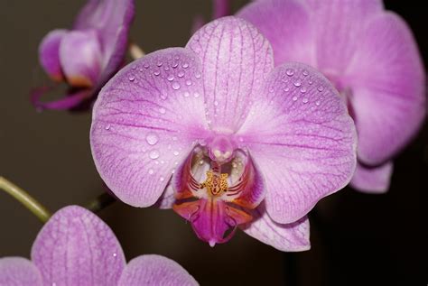 Beautiful Orchid flower Macro