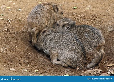 Wild Pig stock image. Image of field, mexico, babies - 51263991