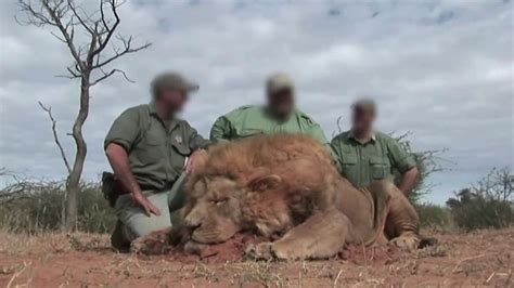 Are lion hunters in South Africa shooting tame animals? - BBC News