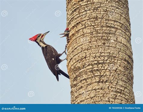 Male Pileated Woodpecker stock photo. Image of hole, pileated - 70320556