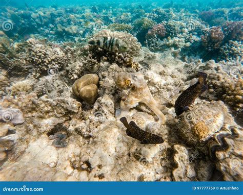 Reef Octopus Octopus Cyanea on Coral Reef Stock Image - Image of ...