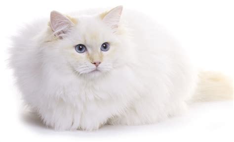 White Cat Breeds - The Most Popular White Cat Breeds And Their Care