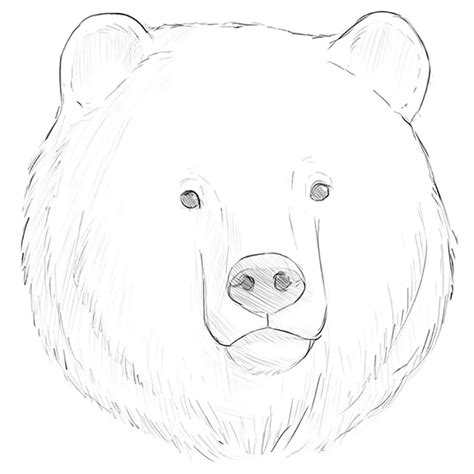 How to Draw a Bear Face