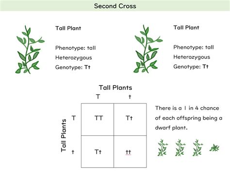 The Work of Mendel Slides and Worksheet (GCSE Biology AQA) | Teaching Resources