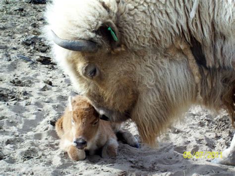 Stories about White Buffalo Calves born in the US - LIGHTGRID ...