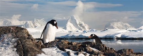 Tour Antarctica | Journey to Antarctica | Collette