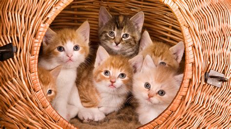 Wallpaper : kittens, large basket, kids 1920x1080 - 4kWallpaper - 1038518 - HD Wallpapers - WallHere