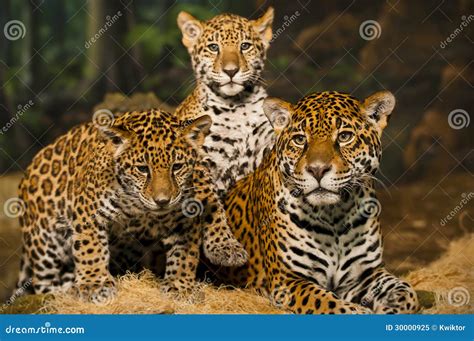 Jaguar Family stock image. Image of portrait, young, jaguar - 30000925