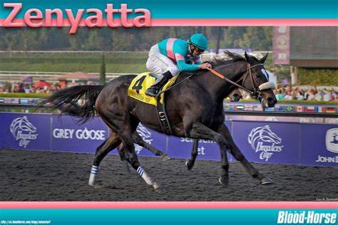 ZENYATTA - Zenyatta the racehorse Photo (26850305) - Fanpop