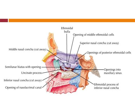 Image result for uncinate process of the ethmoidal bone | Sinus health ...