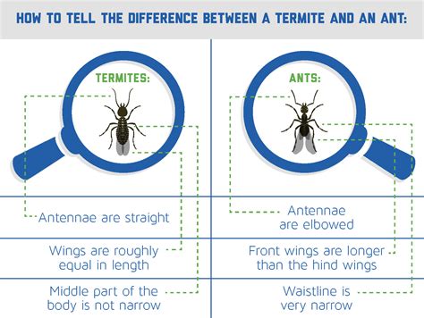 QMOBht_termites_FINAL - HomeTeam Pest Defense