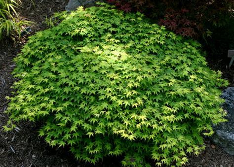 Acer palmatum 'Yama hime' Dwarf Japanese Maple Tree - Kigi Nursery