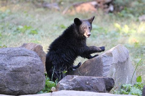 Say hello to "Little Bear" - Museum of Life and Science