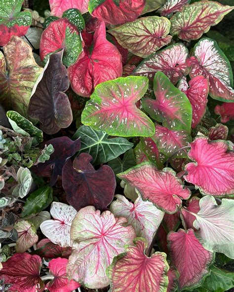 Caladium: Care and Growing Tips! | Plantcarefully