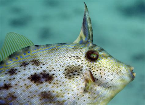 Rough Leatherjacket, Scobinichthys granulatus (White, 1790) - The Australian Museum