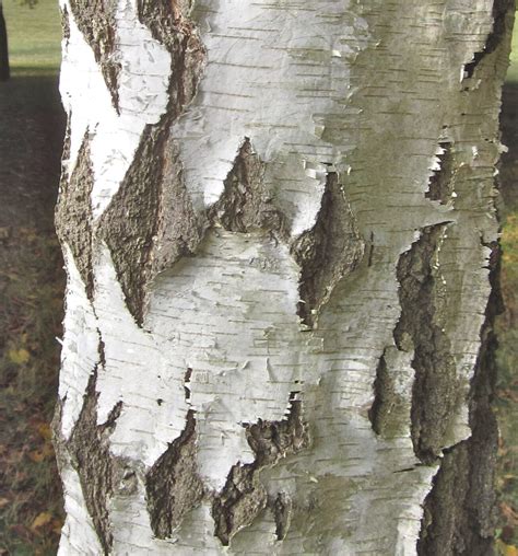 Silver Birch - Tree Guide UK - Silver Birch tree identification