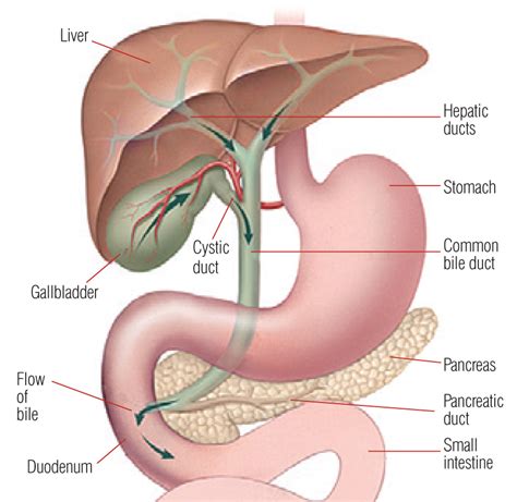 Gallstones treatment from Exeter Gut Clinic | Exeter Gut Clinic