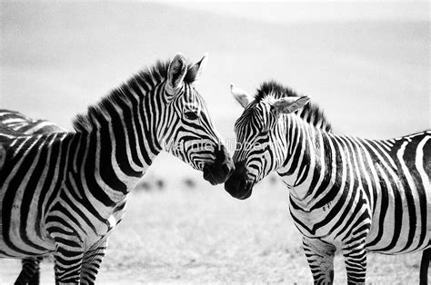 "Zebra Kiss" by Marnie Hibbert | Redbubble