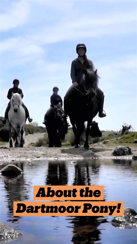 About the Dartmoor Pony!: An immersive guide by Discover The Horse | Equine Education ...