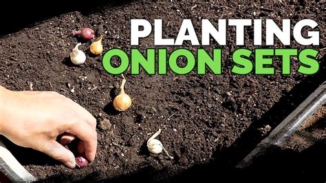 Planting Onion Sets: What to Watch Out For - YouTube