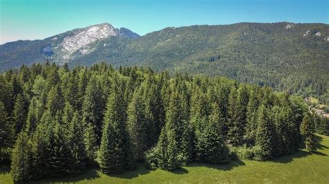 Landscape, Panorama, Pine Forest Free Stock Photo - Public Domain Pictures