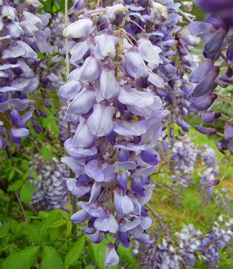 Japanese Wisteria Tree