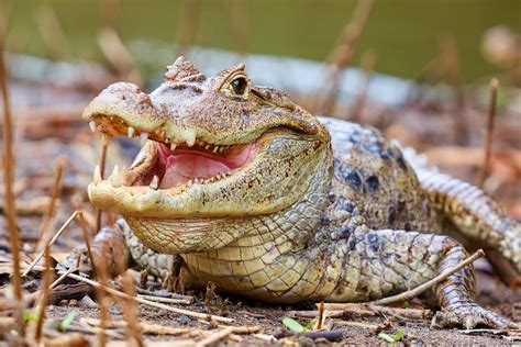 CAIMÁN DE ANTEOJOS 】- Caiman crocodilus. Ven a conocerlo