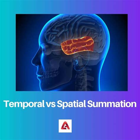 Temporal vs Spatial Summation: Difference and Comparison