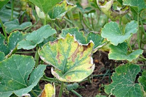 13 Pumpkin Plant Diseases That Can Kill Your Fruits