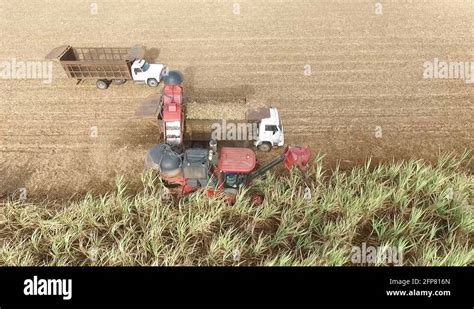 Harvesting sugarcane crop Stock Videos & Footage - HD and 4K Video ...