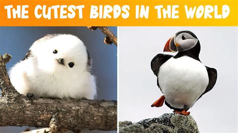 THE CUTEST BIRDS IN THE WORLD - YouTube