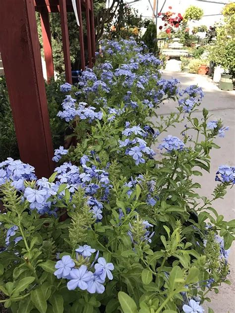 Plumbago Plants in 2020 | Blue flowering plants, Plants, Hardy plants