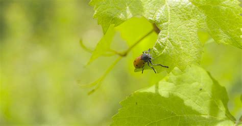 Biodiversity in the vineyard: from research to production – Franciacorta