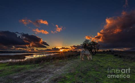 The white horse at sunset Photograph by George Papapostolou