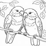 Cute Bird Love Coloring Book For Adult And Kids  Pages sketch template