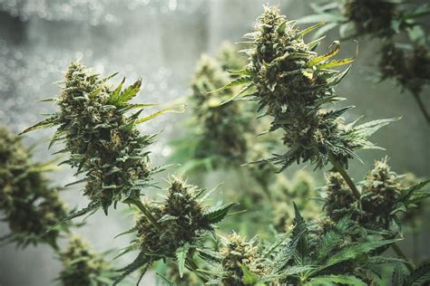 Tips For Growing Autoflowering Cannabis Seeds - RQS Blog