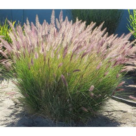 23 best drought tolerant ornamental grass images on Pinterest | Ornamental grasses, Monrovia ...