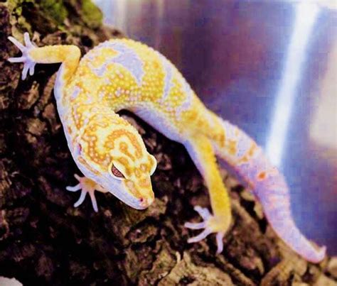 Albino Leopard gecko for sale online baby albino leopard gargoyle geckos for sale where to buy ...